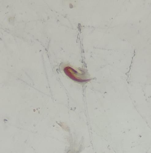 Réf. 319 127 : Nabis pseudoferus